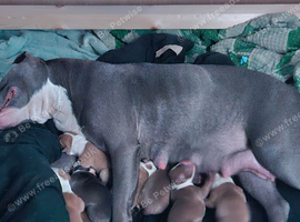 3 Adorable Puppies Looking for Their Forever Homes