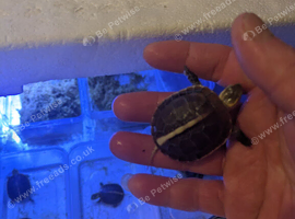 Chinese Yellow-margined Box Turtle