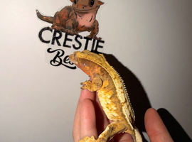 stunning female crested gecko