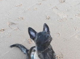 Melanois x Belgian Shepherd for sale 3 months old