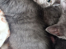 Lasr 3 Ragdoll/russian blue cross