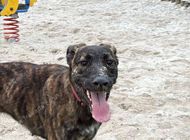 Only having to rehome due to myself having health issues