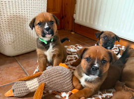 Boxweiler
