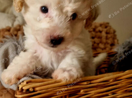 Maltipoo's 1 boy 1 girl left, rare coloured faces