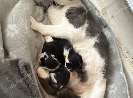 3 kittens - not ready till October