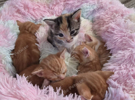 6 beautiful kittens for sale