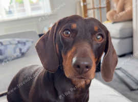 Gorgeous Male Dachshund For Stud