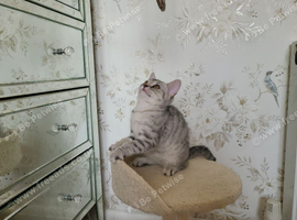 British  Shorthair  girl
