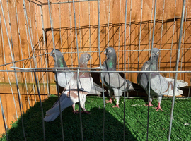 3 pairs of figuritas