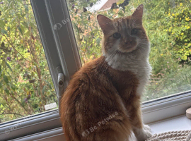 Lovely Ginger male - looking for his forever home