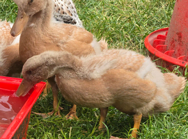 Buff Orpington young ducks