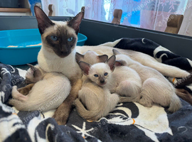 Full Traditional Siamese kittens