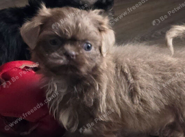 Stunning imperial Shih Tzu puppies ready now, offers considered for right homes