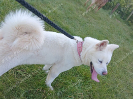 Akita