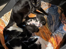Kittens for sale