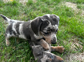 kaninchen dashound puppies