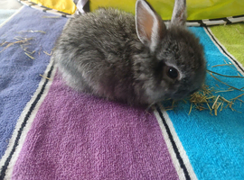 Mini lion lop x Netherland dwarf