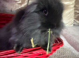 Mini baby lops
