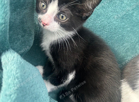 Kitten