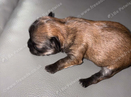 1 male and one female chihuahua pup