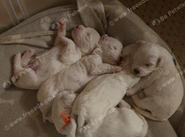 wonderful puppies