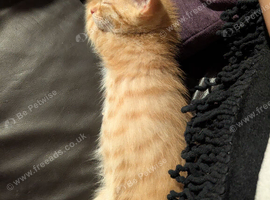 Beautiful Ginger cats