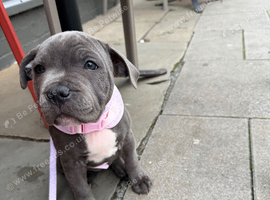 Blue Staffordshire bull terrier