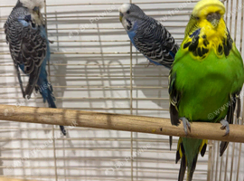 3 Budgies