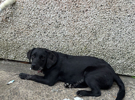 Beautiful female Labrador