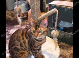 Bengal male cat
