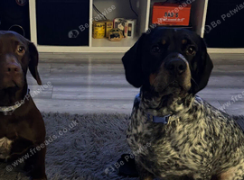 Springador rehome