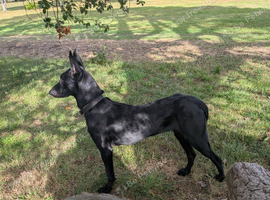Belgian shepherd pups