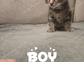 Bengal cross kittens