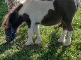 Yearling filly