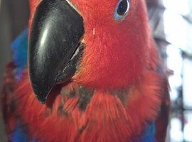 Talkative female eclectus.