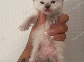 Ragdoll kittens