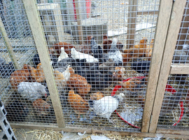 Mixed breed chicks