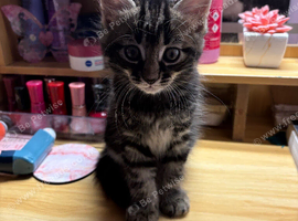 9 week kitten