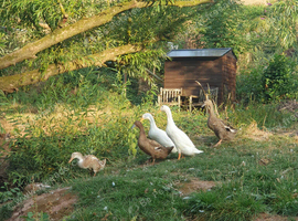 Beautiful indian runners