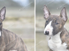 Stunning miniature english bull terrier puppies