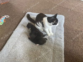 Kitten for sale