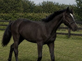 Yearling Oldenburg x colt