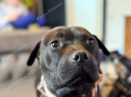 Female staff x shar pei