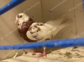 Male Red Pigeon