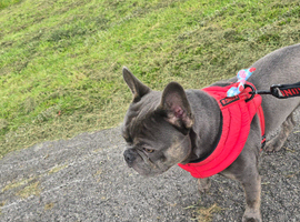 French bulldog