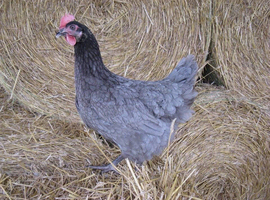 POL Pullets Different Colours