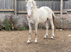 Loving 2yr old gelding