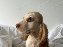 Gorgeous Cocker Spaniels