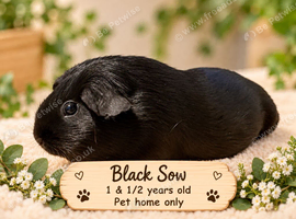 Guinea Pigs For Sale