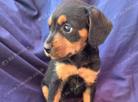 Last beautiful little boy jack russell